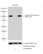 Phospho-STAT3 (Ser727) Polyclonal antibody proteintech 28945-1-AP