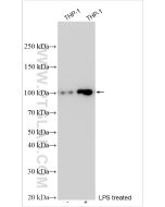 NLRP3 Polyclonal antibody proteintech 19771-1-AP