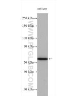 NAMPT/PBEF Polyclonal antibody proteintech 11776-1-AP