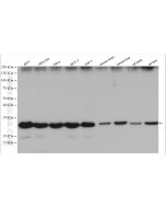 BAP31 Polyclonal antibody proteintech 11200-1-AP