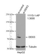 DDX3 Polyclonal antibody proteintech 11115-1-AP