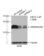 HNRNPA2B1 Polyclonal antibody proteintech 14813-1-AP
