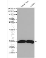 VAMP2 Polyclonal antibody proteintech 10135-1-AP