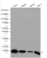 IFITM3 Polyclonal antibody proteintech 11714-1-AP