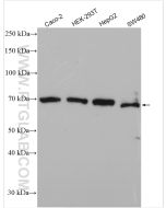 SLC40A1/FPN1 Polyclonal antibody proteintech 26601-1-AP