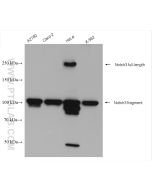NOTCH3 Polyclonal antibody proteintech 55114-1-AP