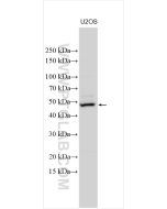 TRIML2 Polyclonal antibody proteintech 31976-1-AP