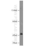 GATA4-Specific Polyclonal antibody proteintech 19530-1-AP