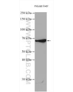 MT-ND5 Polyclonal antibody proteintech 55410-1-AP