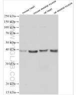 Caspase 1 Polyclonal antibody proteintech 31020-1-AP