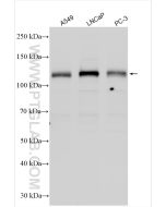 IRE1/ERN1 Polyclonal antibody proteintech 27528-1-AP