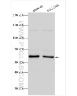 IFIT3 Polyclonal antibody proteintech 15201-1-AP
