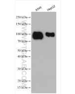 TGN46 Polyclonal antibody proteintech 13573-1-AP