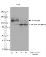PARP1 Polyclonal antibody proteintech 13371-1-AP