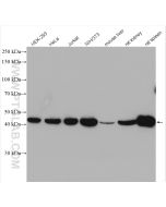 Beta Actin Polyclonal antibody proteintech 20536-1-AP