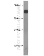 DNA-PKcs Polyclonal antibody proteintech 19983-1-AP