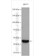 VEGF-C Polyclonal antibody proteintech 22601-1-AP
