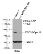 PSD95-Specific Polyclonal antibody proteintech 20665-1-AP
