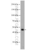 BHMT Polyclonal antibody proteintech 15965-1-AP
