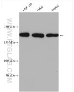 RICTOR Polyclonal antibody proteintech 27248-1-AP