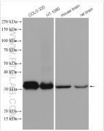 PYCR1 Polyclonal antibody proteintech 13108-1-AP