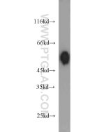 DLK1 Polyclonal antibody proteintech 10636-1-AP