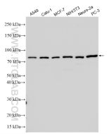 EGR1 Polyclonal antibody proteintech 55117-1-AP
