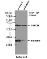 Stathmin 1 Polyclonal antibody proteintech 11157-1-AP