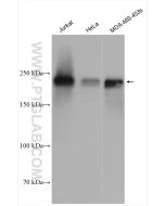 ZEB1 Polyclonal antibody proteintech 21544-1-AP