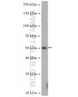 STK11/LKB1 Polyclonal antibody proteintech 10746-1-AP
