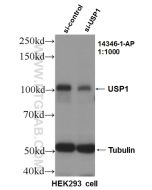 USP1 Polyclonal antibody proteintech 14346-1-AP