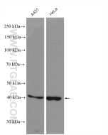 CYR61/CCN1 Polyclonal antibody proteintech 26689-1-AP