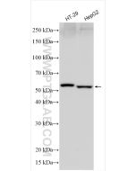 MLKL Polyclonal antibody proteintech 21066-1-AP