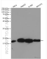 Cyclophilin A Polyclonal antibody proteintech 10720-1-AP