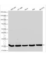 BAX Polyclonal antibody proteintech 50599-2-Ig