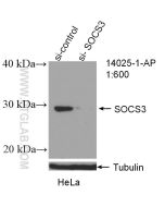 SOCS3 Polyclonal antibody proteintech 14025-1-AP