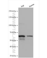 CD80 Polyclonal antibody proteintech 14292-1-AP