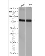TCF4 Polyclonal antibody proteintech 22337-1-AP