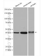 ATX3,ATXN3 Polyclonal antibody proteintech 13505-1-AP