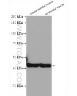 Alpha Actin Polyclonal antibody proteintech 23660-1-AP