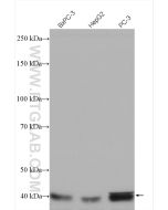 SIRT6 Polyclonal antibody proteintech 13572-1-AP