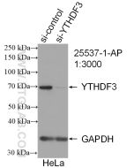 YTHDF3-specific Polyclonal antibody proteintech 25537-1-AP