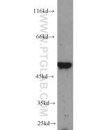 MYC tag Polyclonal antibody proteintech 16286-1-AP