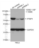 PTBP1 Polyclonal antibody proteintech 12582-1-AP