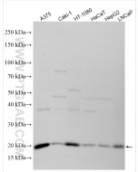 C11orf98 Polyclonal antibody proteintech 31962-1-AP