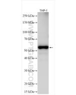 RIPK3 Polyclonal antibody proteintech 29080-1-AP