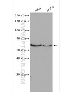 AMPK Alpha 2 Polyclonal antibody proteintech 18167-1-AP