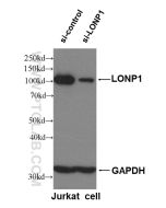 LONP1 Polyclonal antibody proteintech 15440-1-AP