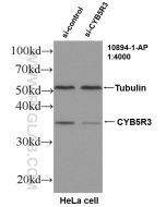 CYB5R3 Polyclonal antibody proteintech 10894-1-AP