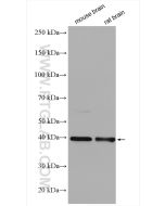 S1PR1/EDG1 Polyclonal antibody proteintech 55133-1-AP